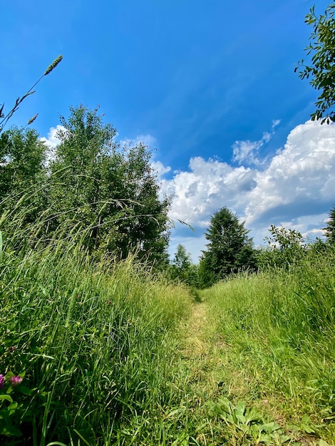 Paisagem de verão com estrada de grama verde e céu azul com nuvens