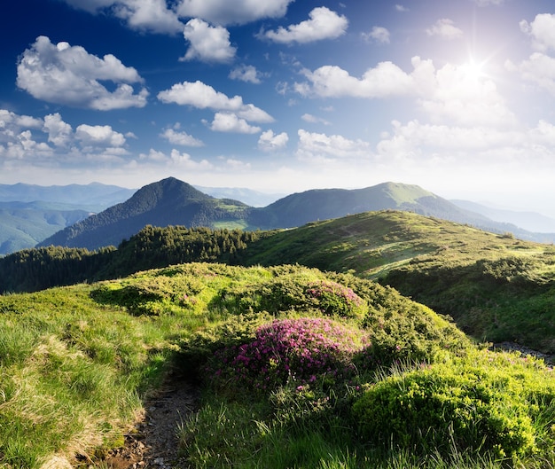 Paisagem de verão com flores nas montanhas