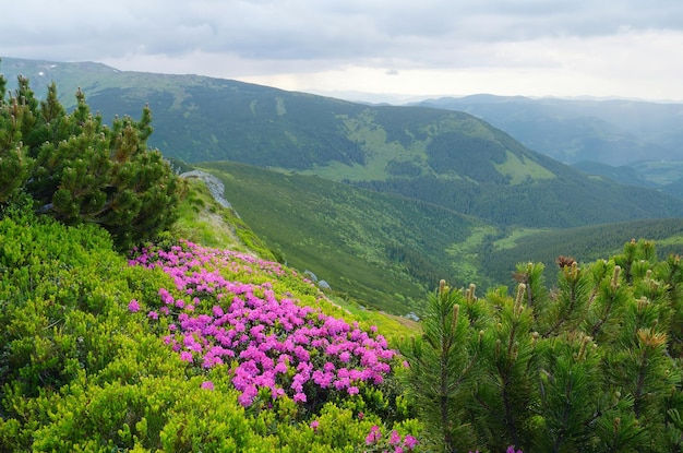 Paisagem de verão com flores