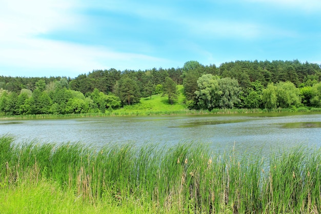 paisagem de verão com floresta verde e rio