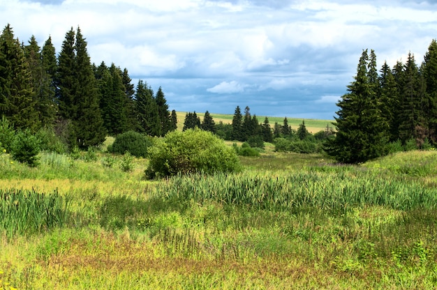 Paisagem de verão com grama verde