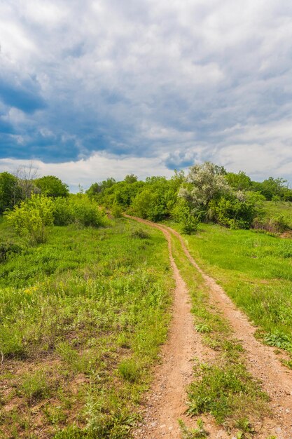 Paisagem de verão com grama verde