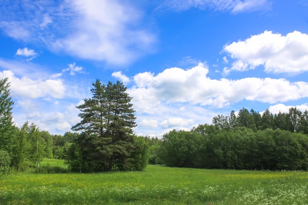 Paisagem de verão com pinheiro e floresta na zona rural.