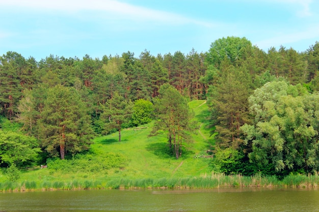 paisagem de verão com pinheiros verdes da floresta e rio