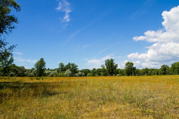 Paisagem de verão com prado de árvores verdes e céu azul