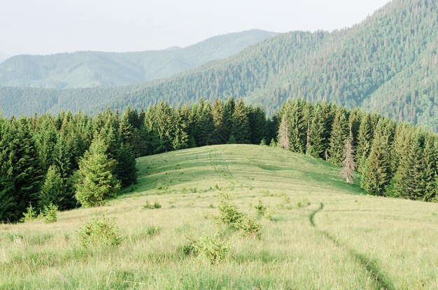 Paisagem de verão com trilha nas montanhas