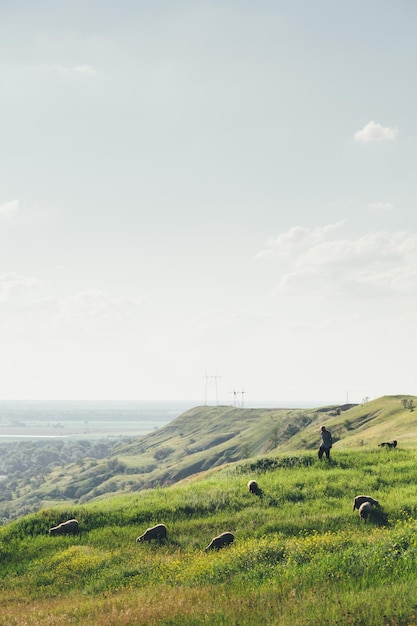 Paisagem de verão com um pastor e ovelhas pastando em uma área montanhosa