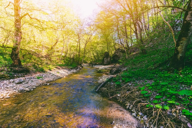 Paisagem de verão com vista para um córrego da floresta no sopé do cáucaso