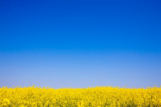 Paisagem de verão contra o pano de fundo dos moinhos de vento