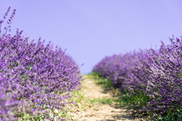 Paisagem de verão de campo de lavanda closeup.