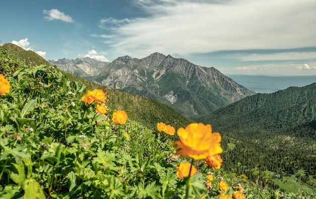 Paisagem de verão de um vale de montanha verde com lindas flores amarelas nas montanhas alpinas caucasianas em primeiro plano