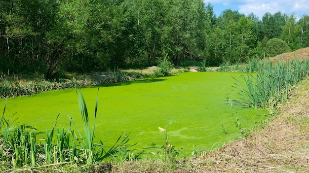 Paisagem de verão de uma lagoa verde coberta de lentilha e juncos contra um fundo verde