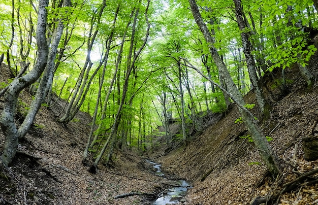 Paisagem de verão em floresta com rio pequeno