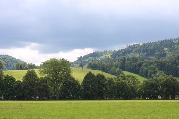 Paisagem de verão. Grama verde e céu azul.