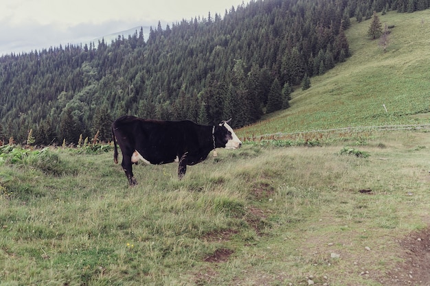 Paisagem de verão nas montanhas com uma vaca