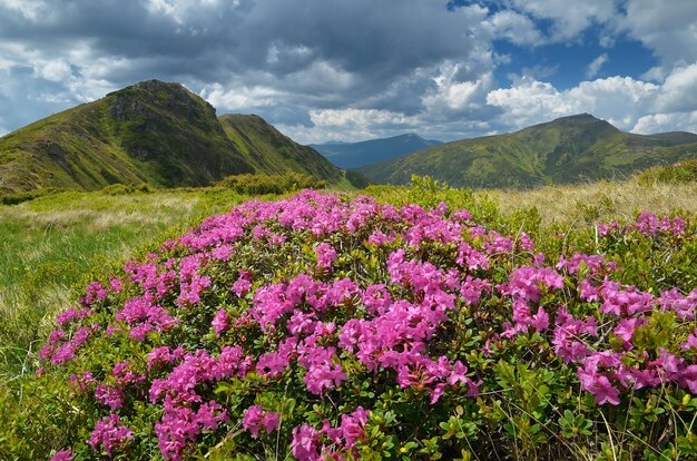 Paisagem de verão nas montanhas. Prado com rododendros floridos. Dia ensolarado de lindas flores cor de rosa. Cárpatos, Ucrânia, Europa