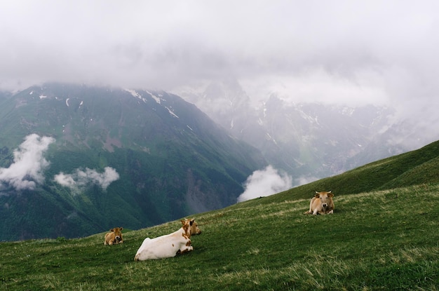 Paisagem de verão nas montanhas. Vacas vermelhas em um pasto alpino. Tempo nublado. Zemo Svaneti, Geórgia, Cáucaso