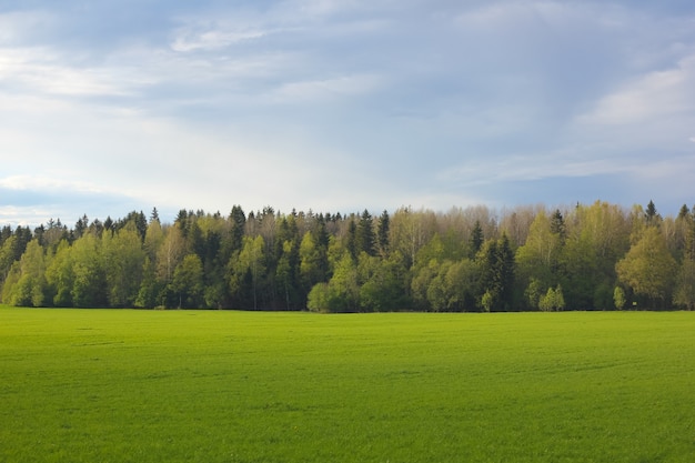 Foto paisagem de verão no campo. céu e campo. paisagem de verão linda