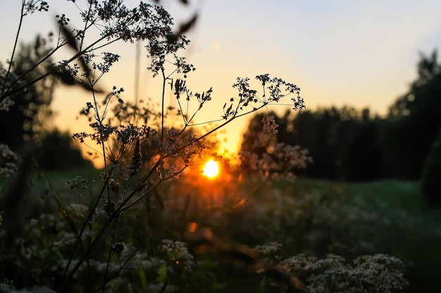 Paisagem de verão no campo