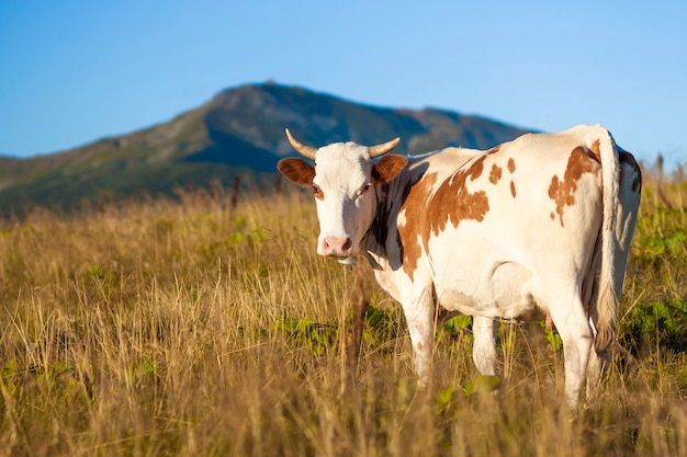 Paisagem de verão nos Cárpatos com vaca pastando em pastos de montanha verde fresca e topos de montanhas ao fundo