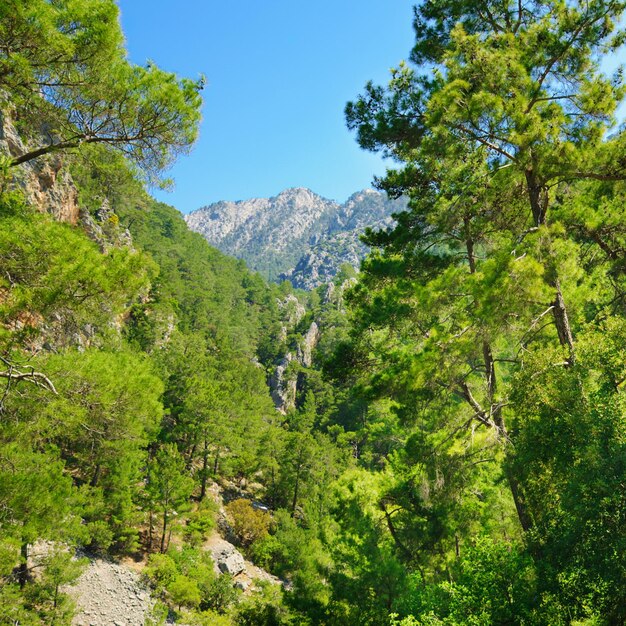 Paisagem de verão turca de montanha com rochas e colinas verdes