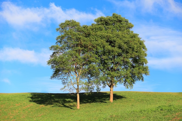 Paisagem de verão