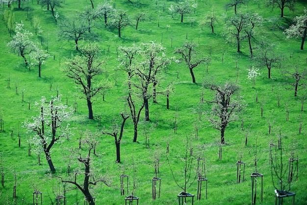 paisagem de vinha de primavera vegetação