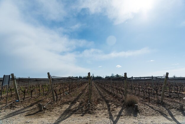 paisagem de vinha mendoza argentina uvas de vinícola