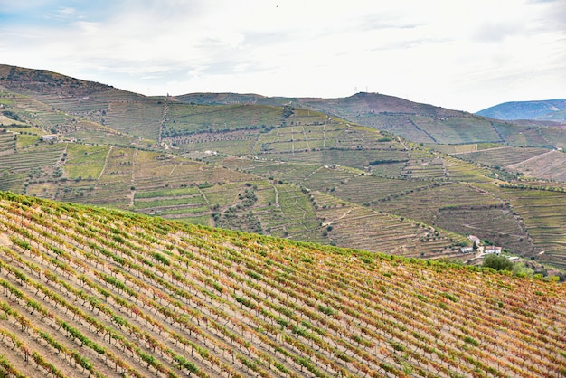 Foto paisagem de vinhas nas montanhas de portugal no verão