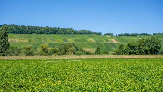 Paisagem de vinhas