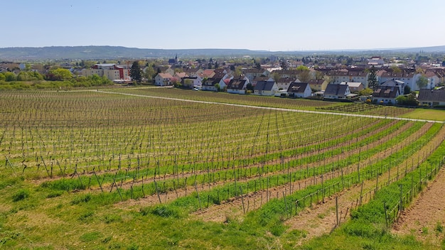 Paisagem de vinhedo com muitas árvores de uvas e gras verdes perto de casas no dia de sol. Fundo de natureza primavera.