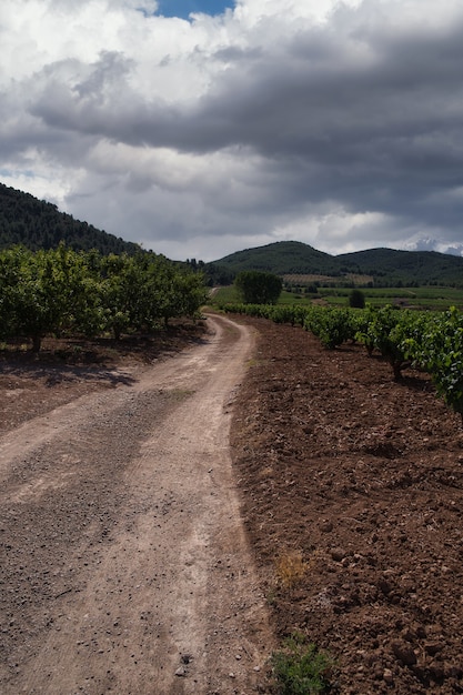 Foto paisagem de vinhedo