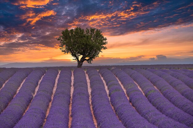 Paisagem deslumbrante com campo de lavanda ao pôr do sol florescendo flores de lavanda violeta perfumadas árvores