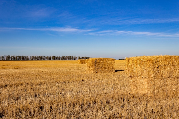 Paisagem do campo argentino com fardos de trigo