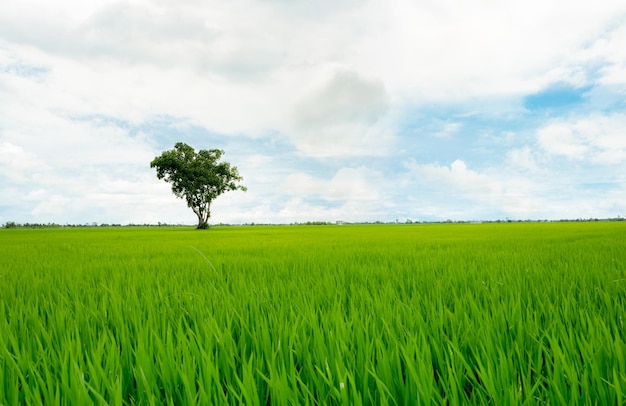 Paisagem do campo de arroz verde com uma árvore solitária e céu azul Plantação de arroz Campo de arroz verde