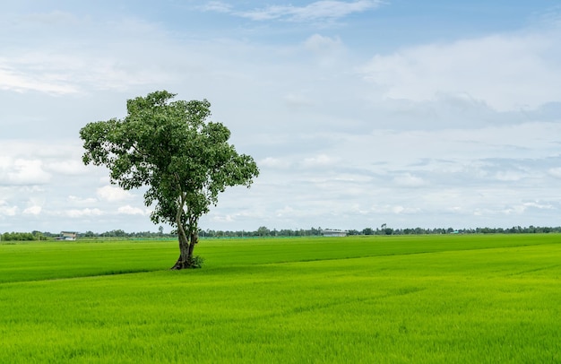 Paisagem do campo de arroz verde com uma árvore solitária e céu azul Plantação de arroz Campo de arroz verde