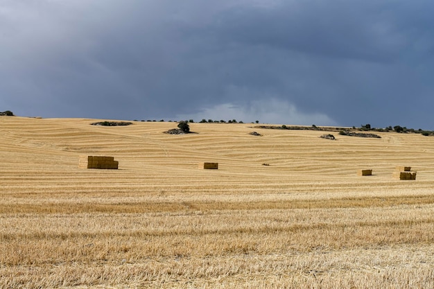 Paisagem do campo de cereais após a colheita Fardos de feno no campo