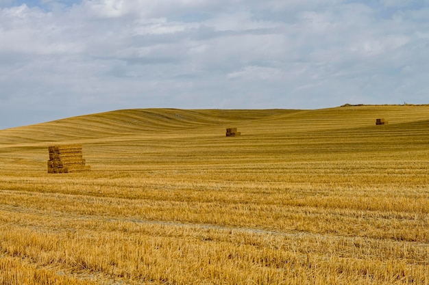 Paisagem do campo de cereais após a colheita Fardos de feno no campo