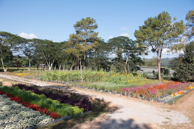 Paisagem do campo de flores lindas