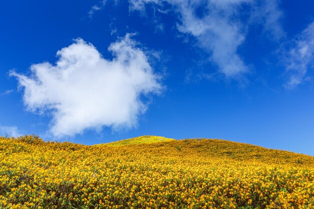 Paisagem do campo de girassol mexicano (Tung Bua Tong) na colina no céu azul da manhã, Mae Hong Son, Tailândia