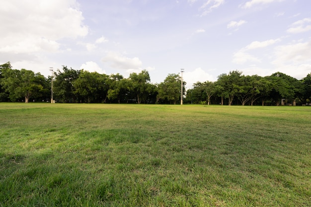 Paisagem do campo de grama