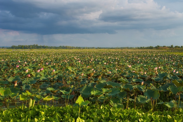 Paisagem do campo de lótus