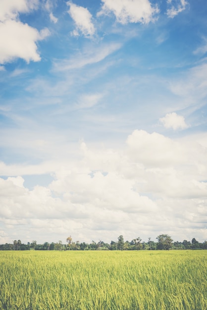 paisagem do céu com campos de arroz, estilo vintage pastel suave