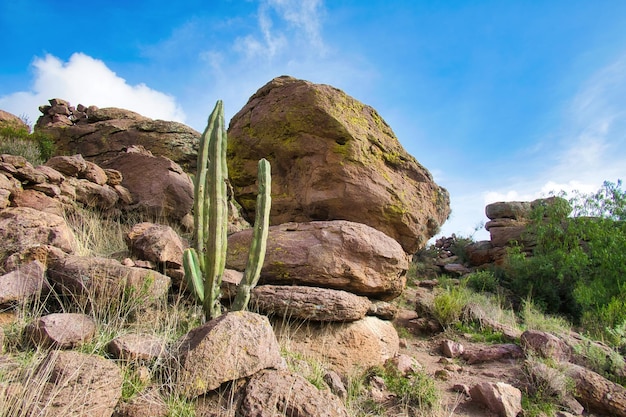 Paisagem do deserto mexicano com pedras e cactos ao fundo