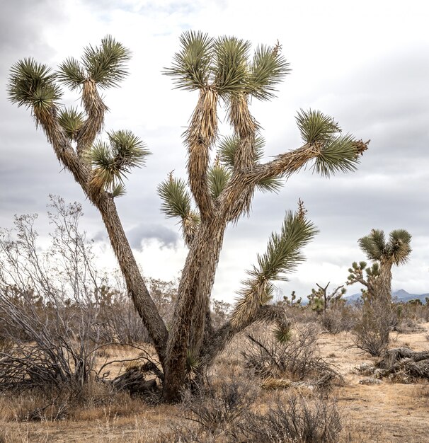 Paisagem do deserto