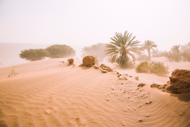 Paisagem do deserto