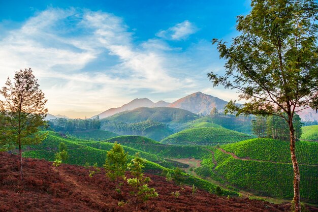 Paisagem do fundo da natureza da plantação de chá