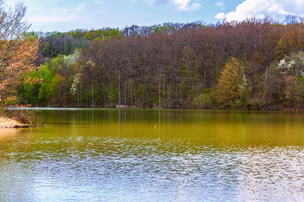 paisagem do início da primavera em um lago na floresta