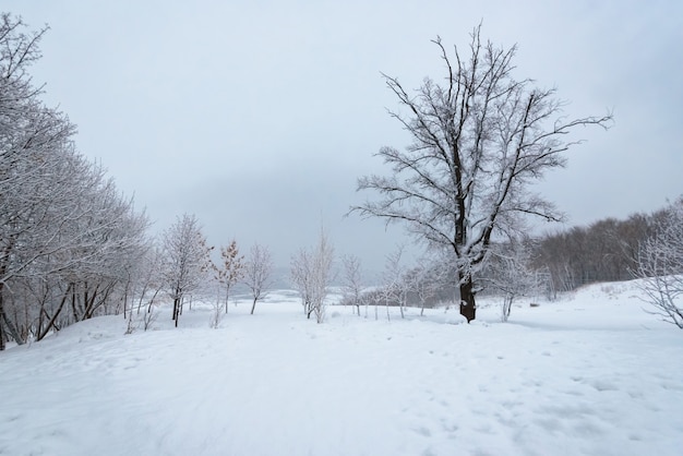 Paisagem do inverno, árvores na neve perto de um rio congelado após uma forte nevasca