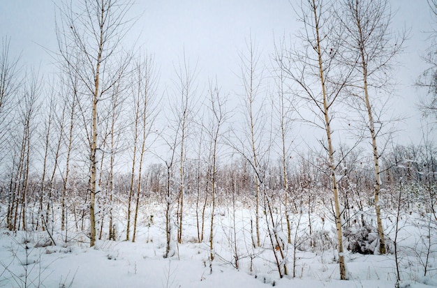 Paisagem do inverno, árvores na neve